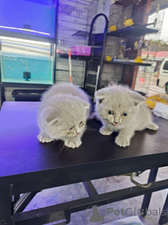 Photo №3. Scottish Fold Kittens for Adoption. Belgium