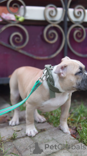 Additional photos: american bully