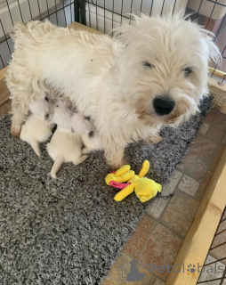 Photo №4. I will sell yorkshire terrier in the city of Pennsylvania Township. private announcement - price - 900$