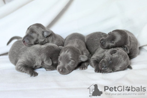 Additional photos: Puppies of a small Italian greyhound (greyhound)