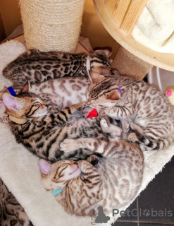 Photo №2 to announcement № 97918 for the sale of bengal cat - buy in Germany private announcement, from nursery