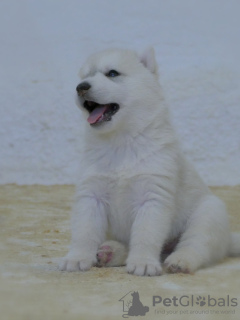 Photo №1. siberian husky - for sale in the city of Belgrade | negotiated | Announcement № 115745