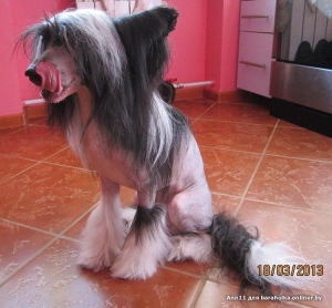 Photo №1. Mating service - breed: chinese crested dog. Price - negotiated