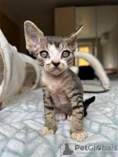 Photo №2 to announcement № 121031 for the sale of devon rex - buy in Germany private announcement, breeder