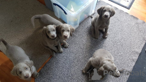 Photo №1. weimaraner - for sale in the city of Irlbach | 465$ | Announcement № 169468
