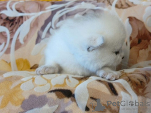 Photo №4. I will sell british shorthair in the city of Vitebsk. private announcement - price - 265$