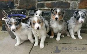 Photo №1. border collie - for sale in the city of Perstorp | 491$ | Announcement № 13392