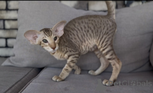 Photo №1. peterbald - for sale in the city of QuickBorn | 361$ | Announcement № 173640