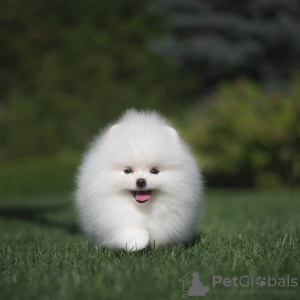 Photo №4. I will sell pomeranian in the city of Харлем. private announcement - price - 380$