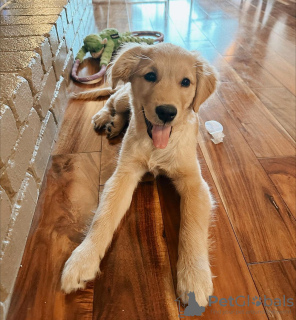 Photo №1. golden retriever - for sale in the city of Франкфурт-на-Майне | 254$ | Announcement № 78589