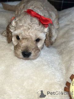 Photo №1. poodle (toy) - for sale in the city of Tennessee City | 350$ | Announcement № 163999