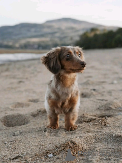 Photo №1. dachshund - for sale in the city of Helsinki | 516$ | Announcement № 163629