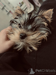 Photo №3. Yorkshire terriers for sale. Serbia