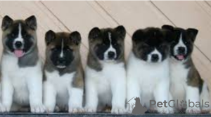 Photo №1. akita - for sale in the city of Chicago | negotiated | Announcement № 97865