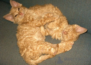 Photo №2 to announcement № 138855 for the sale of german rex - buy in Germany private announcement, breeder