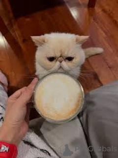 Photo №3. Exotic Shorthair-Kätzchen zu verkaufen. Finland