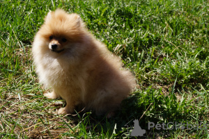 Photo №3. Pomeranian girl. Russian Federation