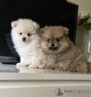 Photo №1. pomeranian - for sale in the city of Гронинген | 423$ | Announcement № 115501