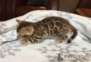 Photo №1. bengal cat - for sale in the city of Berlin | 370$ | Announcement № 111835