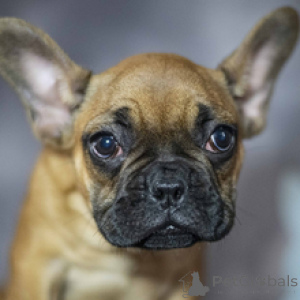 Photo №1. french bulldog - for sale in the city of Berlin | 450$ | Announcement № 166640