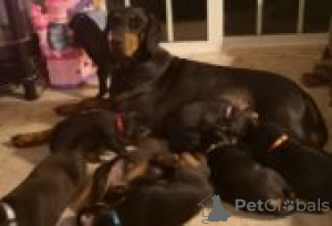 Photo №1. dobermann - for sale in the city of Särkisalo | Is free | Announcement № 129151