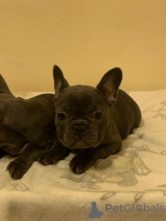 Photo №4. I will sell french bulldog in the city of Berlin. private announcement, breeder - price - 402$