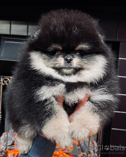 Photo №4. I will sell pomeranian in the city of Амстердам. private announcement - price - 687$