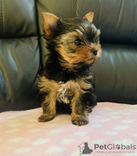 Photo №1. yorkshire terrier - for sale in the city of Essen | 211$ | Announcement № 90361