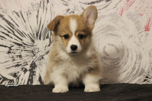 Photo №4. I will sell welsh corgi in the city of Tula. from nursery - price - Is free