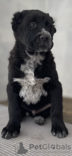 Photo №4. I will sell central asian shepherd dog in the city of Poltava. breeder - price - negotiated