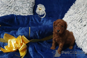 Additional photos: Mini and toy poodles