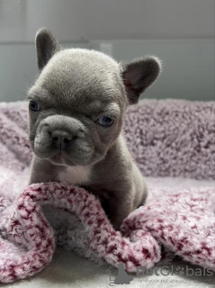 Photo №1. french bulldog - for sale in the city of Brussels | 740$ | Announcement № 48253