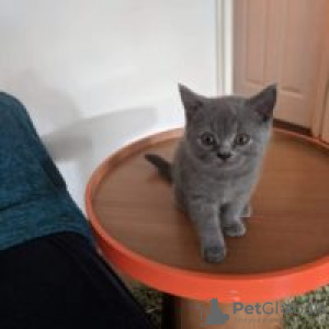 Photo №1. british shorthair - for sale in the city of Vienna | 317$ | Announcement № 88471