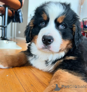 Photo №1. bernese mountain dog - for sale in the city of Washington | negotiated | Announcement № 162030