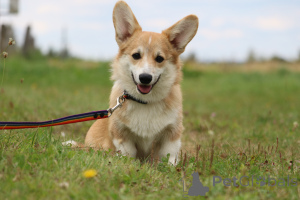 Photo №1. welsh corgi - for sale in the city of Mogilyov | 565$ | Announcement № 145718