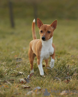 Additional photos: Puppies for sale Portuguese Podengu Small