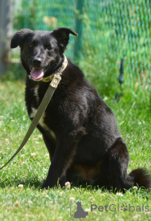 Photo №2 to announcement № 142814 for the sale of non-pedigree dogs - buy in Russian Federation private announcement