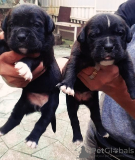 Photo №3. Cane Corso puppies. Russian Federation
