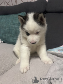 Photo №3. Blue eyed Siberian Husky puppies for sale. United States