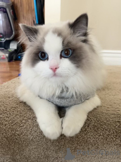 Photo №1. maine coon - for sale in the city of Yens | negotiated | Announcement № 158452