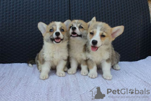 Additional photos: Welsh Corgi Pembroke puppies