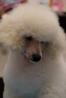 Additional photos: Puppy of the Miniature poodle (32 cm) is on sale