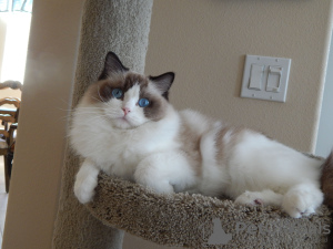 Photo №4. I will sell ragdoll in the city of Berlin.  - price - 158$