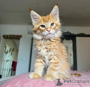 Photo №2 to announcement № 116971 for the sale of maine coon - buy in Switzerland private announcement