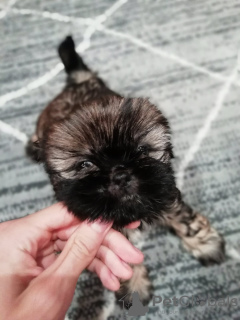 Additional photos: High breed Shih Tzu puppies.