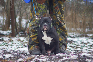 Photo №3. American bully. Russian Federation
