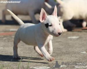 Photo №4. I will sell bull terrier in the city of Москва. from nursery - price - negotiated