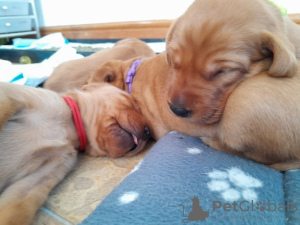 Photo №4. I will sell fox terrier in the city of Дортмунд. private announcement - price - 1129$