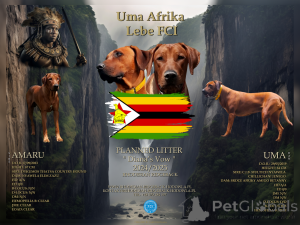 Photo №2 to announcement № 119744 for the sale of rhodesian ridgeback - buy in Poland private announcement, breeder