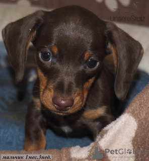 Photo №1. dachshund - for sale in the city of Москва | negotiated | Announcement № 63460